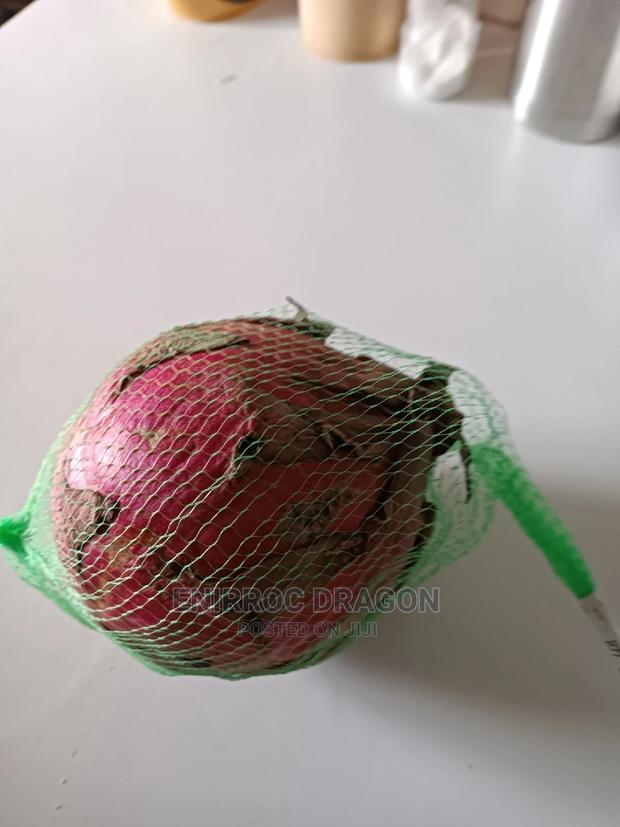 Moroccan Red Dragon Fruits Cuttings - thumbnail 12