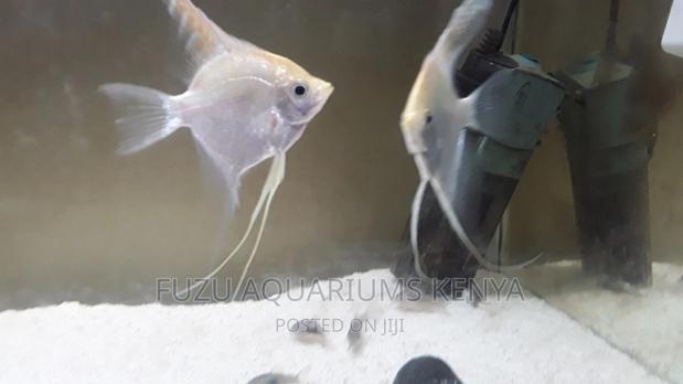 Angelfish White Colour - main view