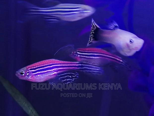 Red Danios - main view