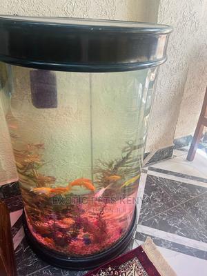 Fish With Beautiful Aquarium - thumbnail 2