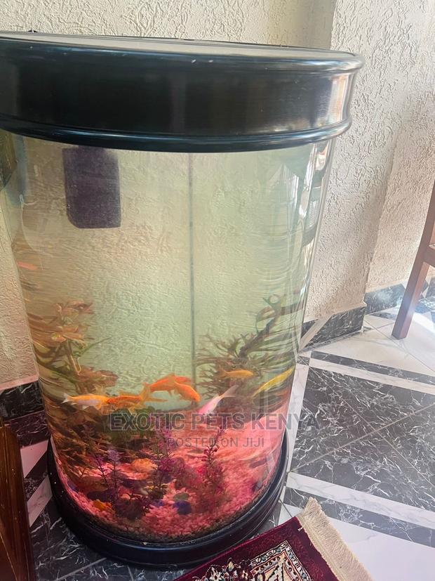 Fish With Beautiful Aquarium - main view