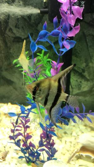 Young Angelfish - thumbnail 2