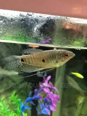 Gourami 3 Spot