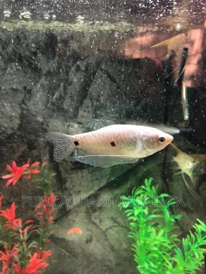 3 Spot Gourami Fish - thumbnail 2