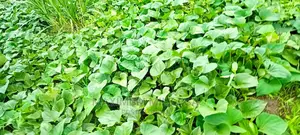 Super Vines Super K Fodder Vines
