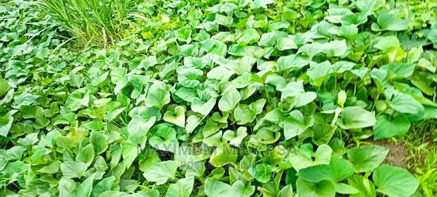Super Vines Super K Fodder Vines - thumbnail 2