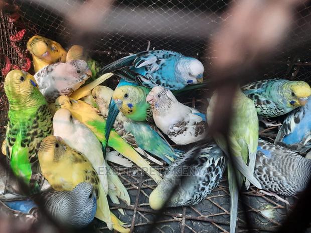 Young Budgies for Sale - main view