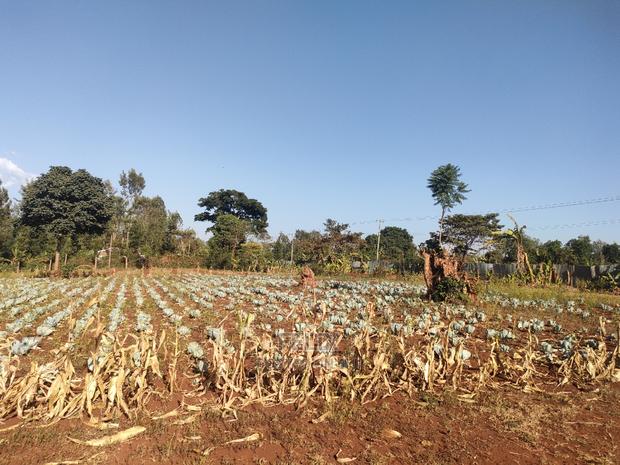 Nyeri / Gatitu 17 Acres - thumbnail 5