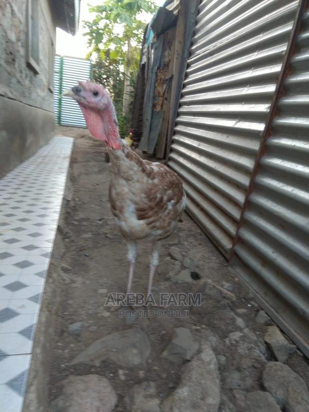Bourbon Red Turkey - main view