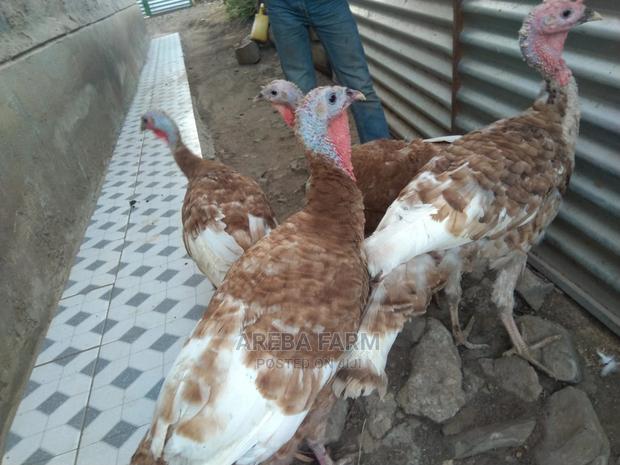 Bourbon Red Turkey - thumbnail 2