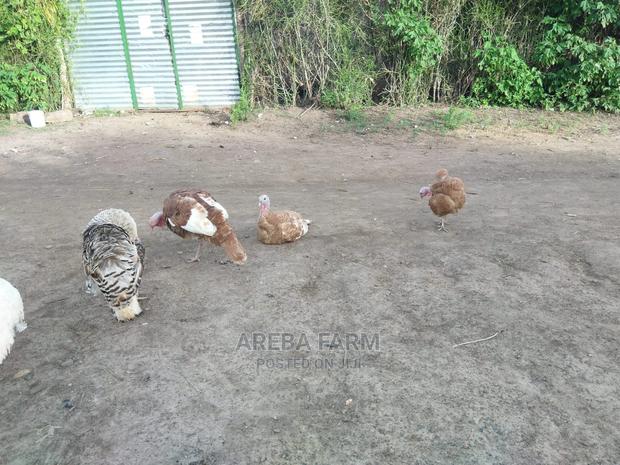 Bourbon Red Turkey - thumbnail 3