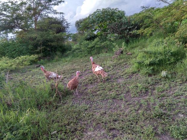 Bourbon Red Turkey - thumbnail 4