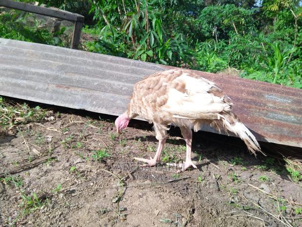 Bourbon Red Turkey - thumbnail 5