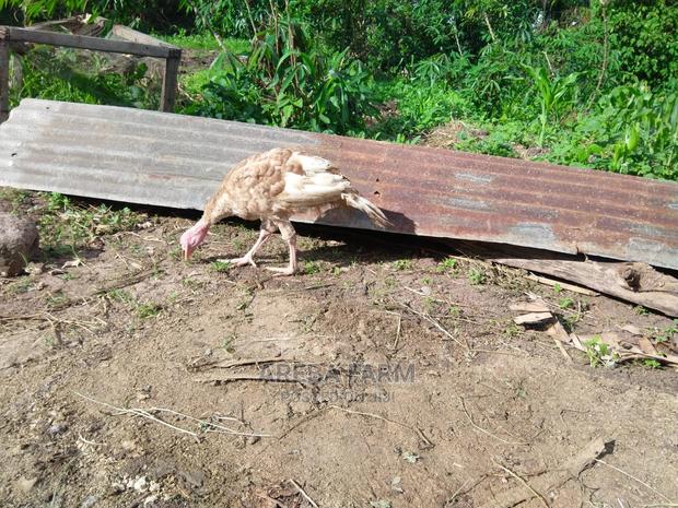 Bourbon Red Turkey - thumbnail 6