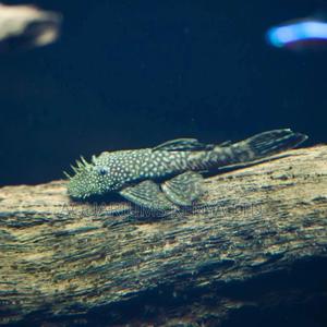 Pleco, Clown Sucker , Bristol Algae Eater Available - thumbnail 2