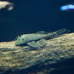 Pleco, Clown Sucker , Bristol Algae Eater Available