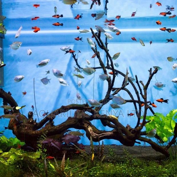 Nano Aquarium Fish Available - main view