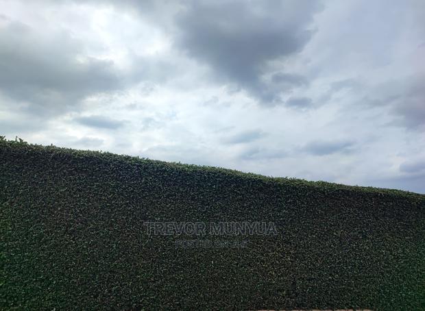 Barleria Cristata - thumbnail 3