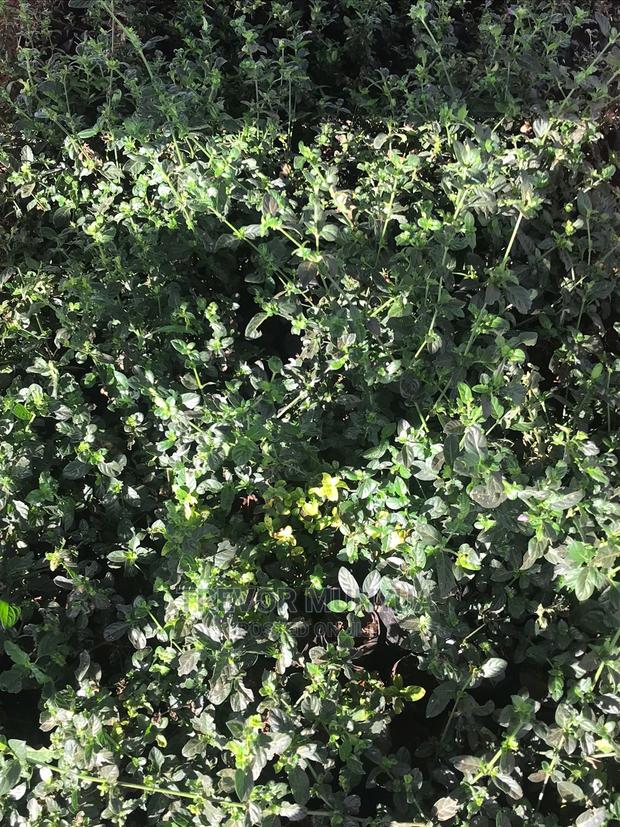 Barleria Cristata - thumbnail 5