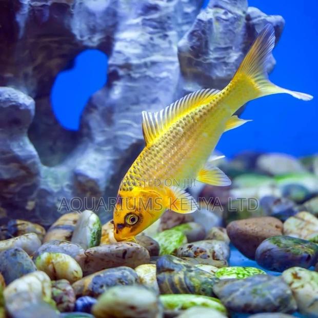 Aquarium Fish, Yellow Khoi Fish - main view