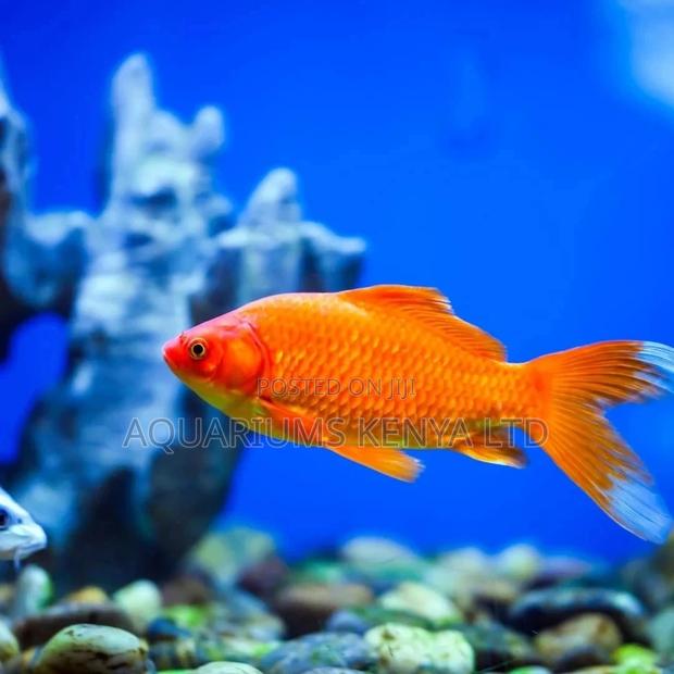 White Tail Goldfish, Aquarium Goldfish - main view