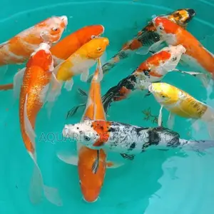 Aquarium Khoi Fish, Multi Colored Carps