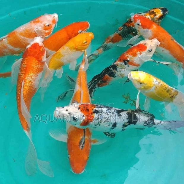 Aquarium Khoi Fish, Multi Colored Carps - main view