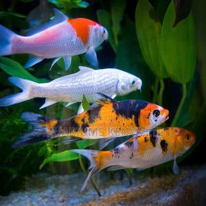 5" Khoi Multi Colored, Aquarium Fish , Colourful - thumbnail 2