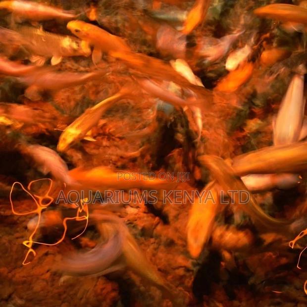 Mixed Coloured Goldfish, Aquarium Fish - main view