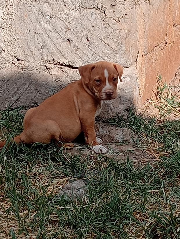 1-3 Months Female Purebred American Pit Bull Terrier