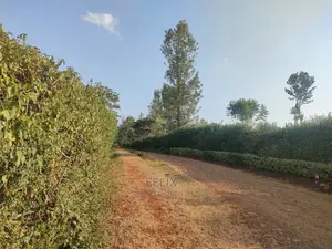Nyeri/Kericho 7 Acres