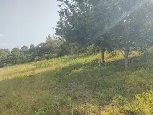 Nyeri/Kericho 7 Acres