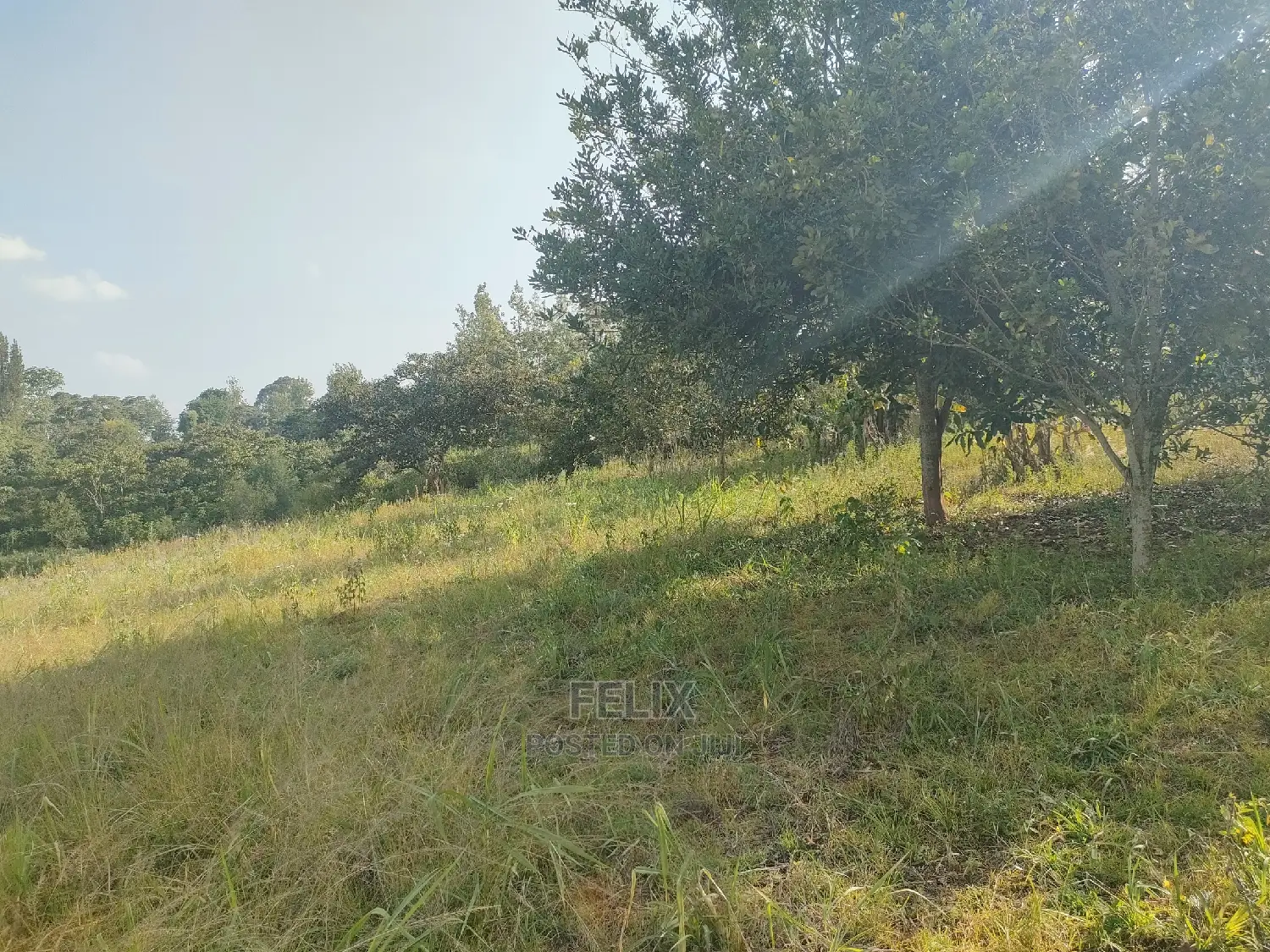 Nyeri/Kericho 7 Acres