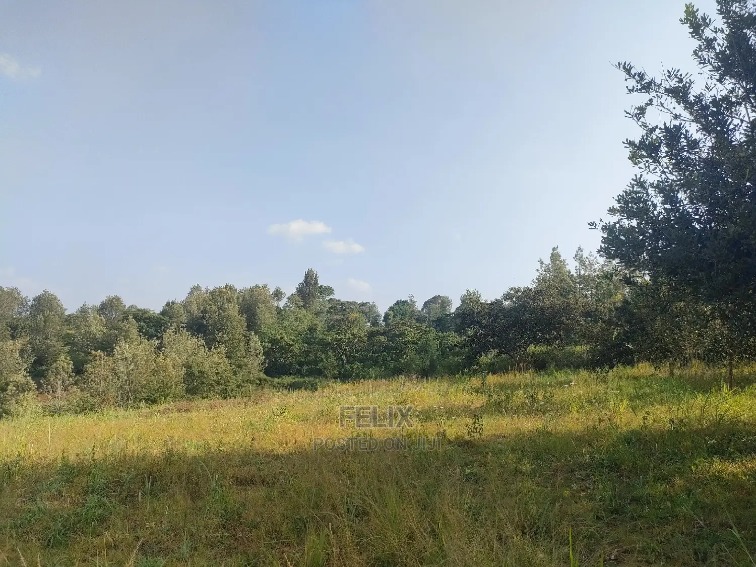 Nyeri/Kericho 7 Acres