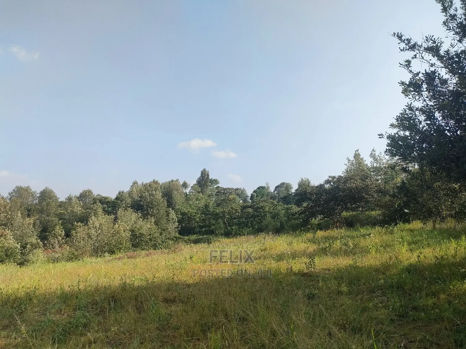 Nyeri/Kericho 7 Acres