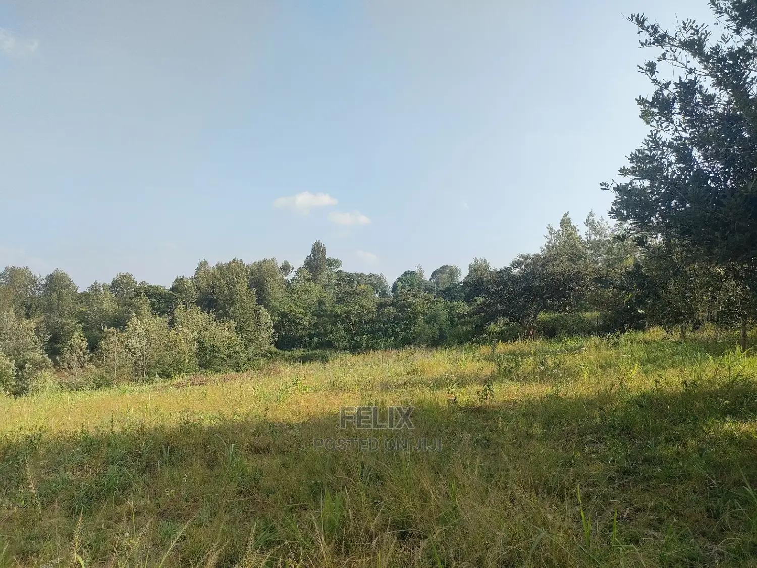 Nyeri/Kericho 7 Acres