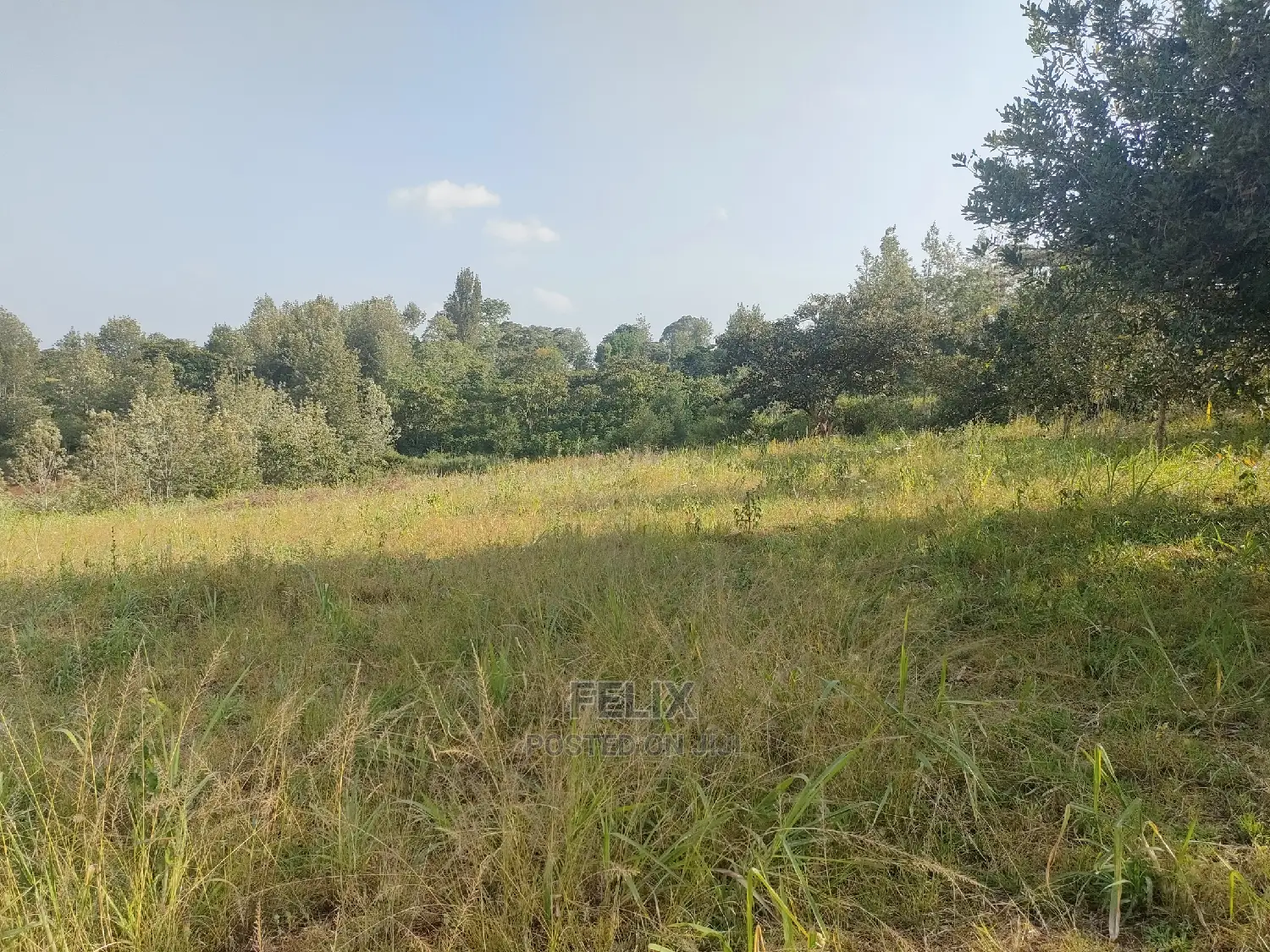 Nyeri/Kericho 7 Acres