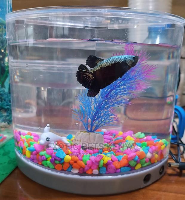 Siamese Fighter Fish Plus Mini Tank - main view