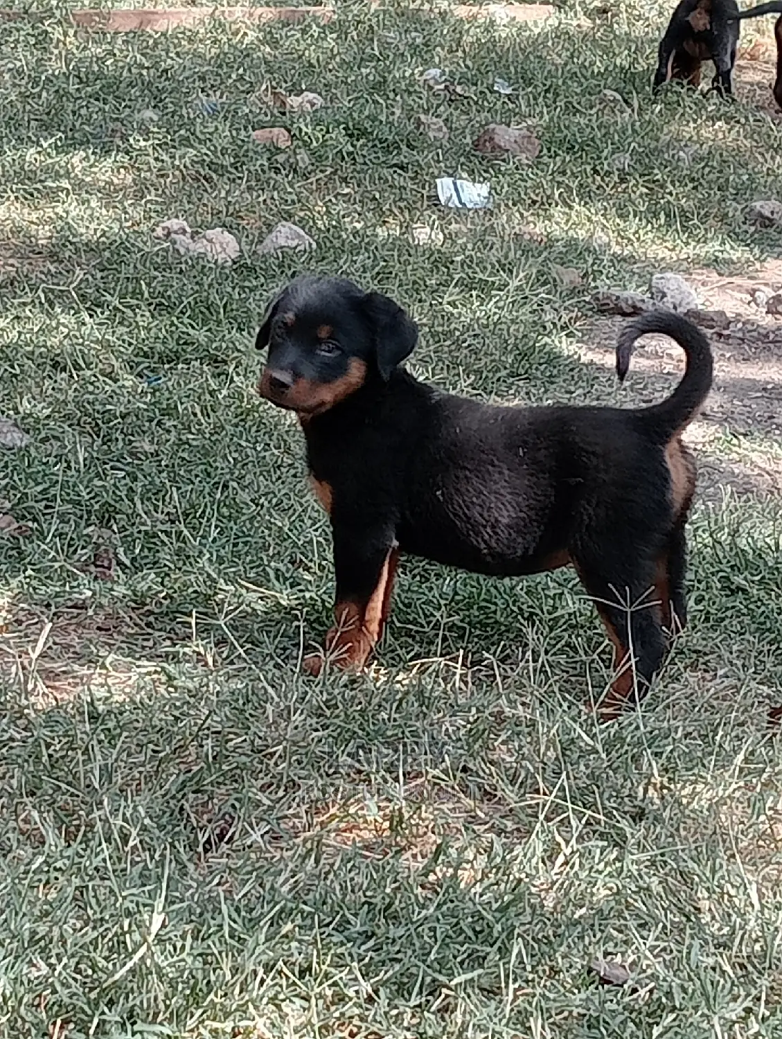 1-3 Months Female Purebred Rottweiler