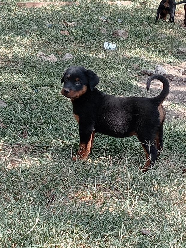 1-3 Months Female Purebred Rottweiler - main view