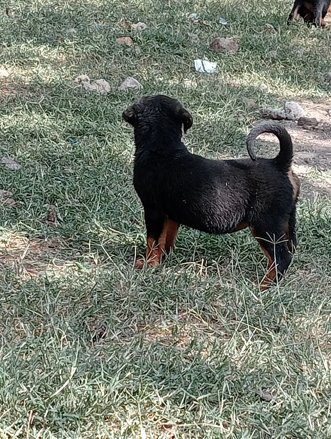1-3 Months Female Purebred Rottweiler