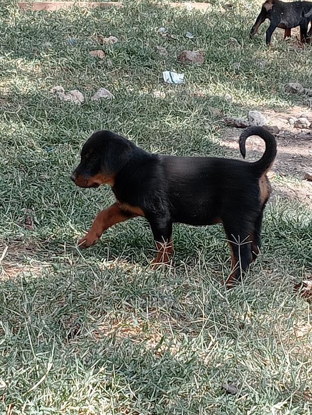 1-3 Months Female Purebred Rottweiler - thumbnail 4
