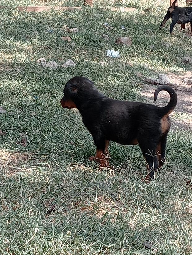 1-3 Months Female Purebred Rottweiler - thumbnail 5
