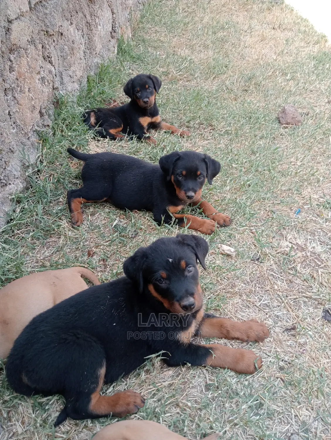 1-3 Months Female Purebred Rottweiler