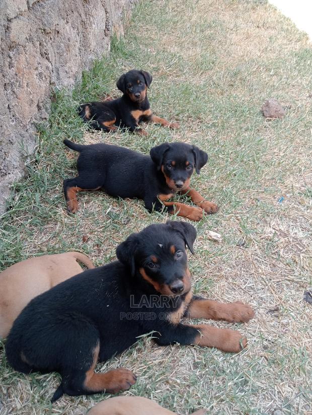 1-3 Months Female Purebred Rottweiler