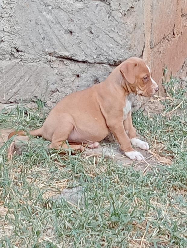 1-3 Months Male Purebred American Pit Bull Terrier