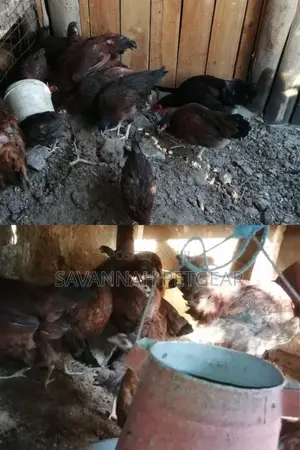 Mature Kuku Kienyeji Chicken for Sale
