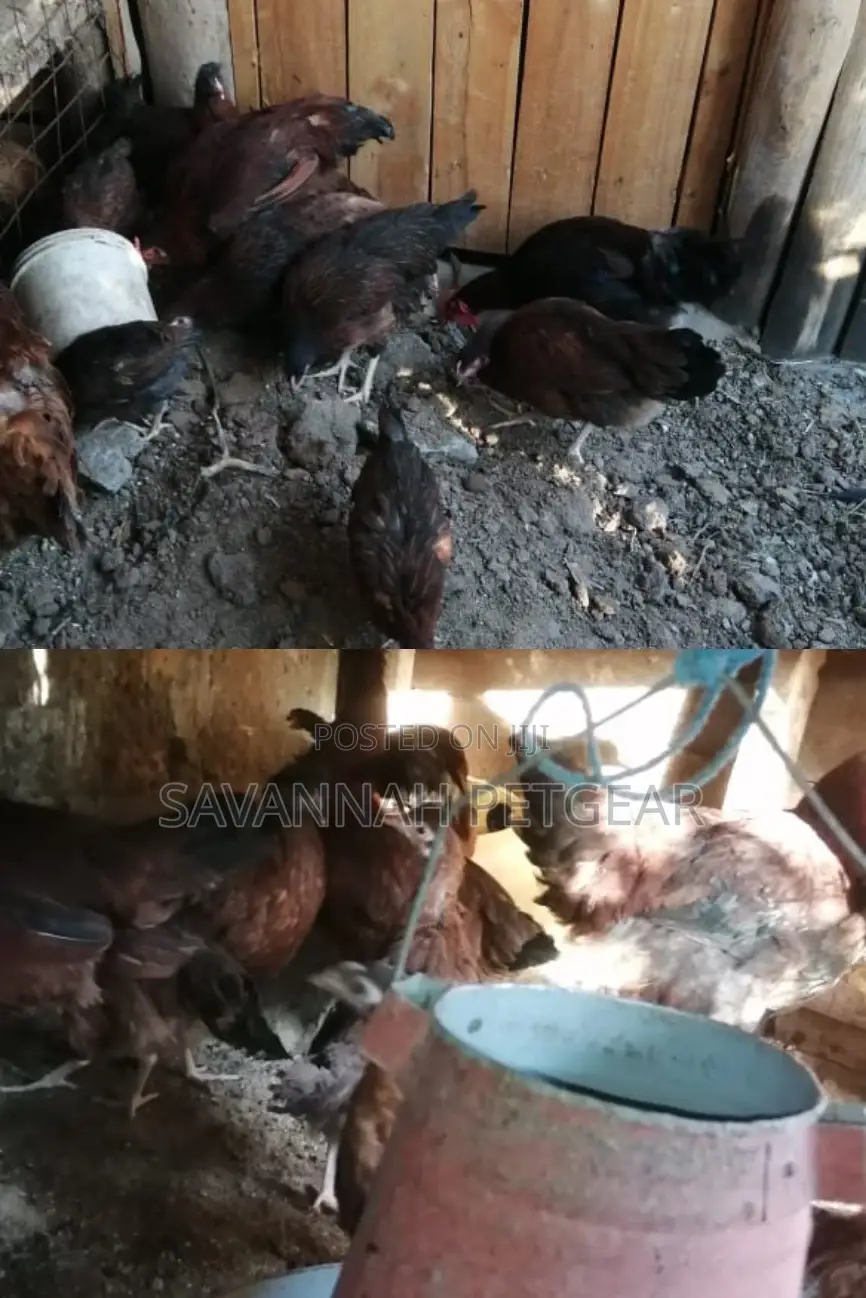 Mature Kuku Kienyeji Chicken for Sale