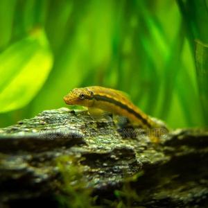 Aquarium Bio Cleaners, Algae Eater Fish - thumbnail 2