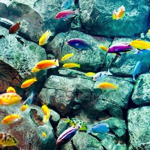 Colourful Cichlids, Aquarium Fish - thumbnail 2